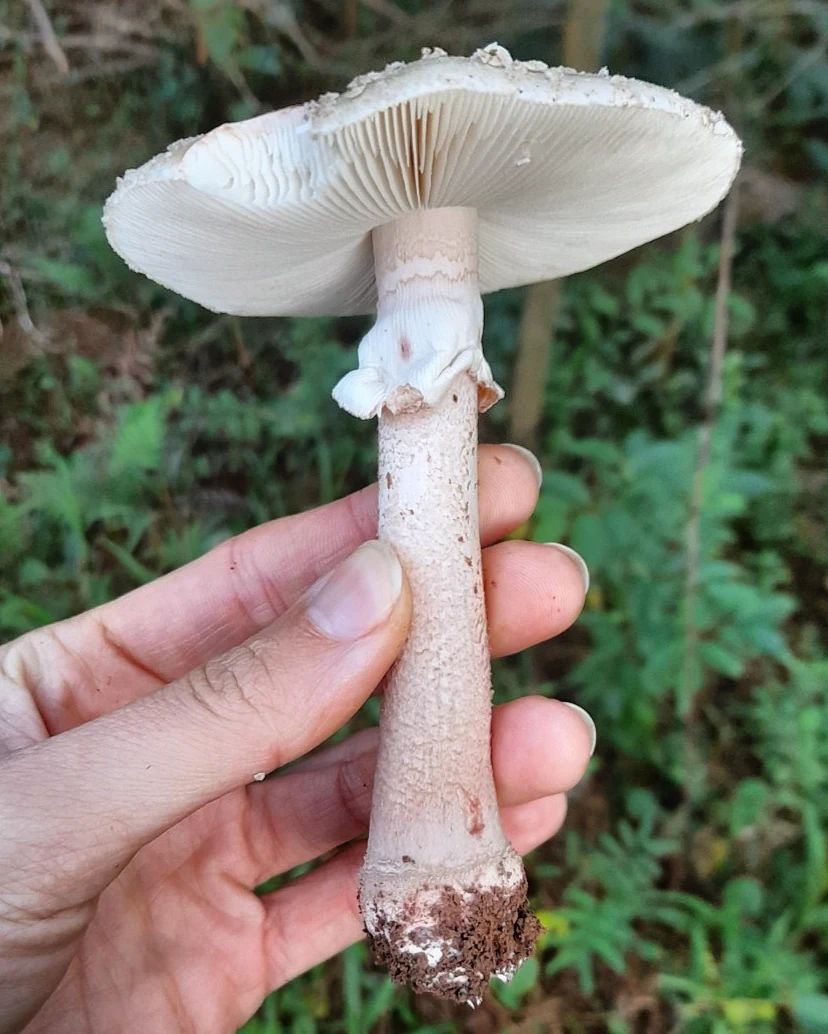 Amanita Rubescens na Serra Gaúcha