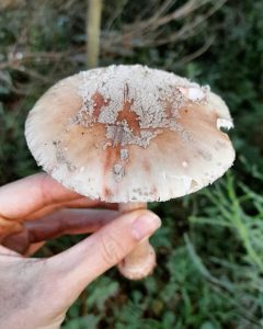 Amanita Rubescens na Serra Gaúcha