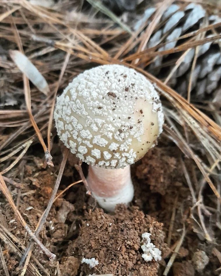 Amanita Rubescens na Serra Gaúcha
