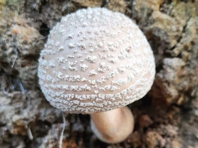 Amanita rubescens | Cogumelo na Serra Gaúcha