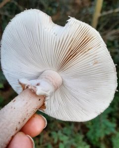 Amanita Rubescens na Serra Gaúcha