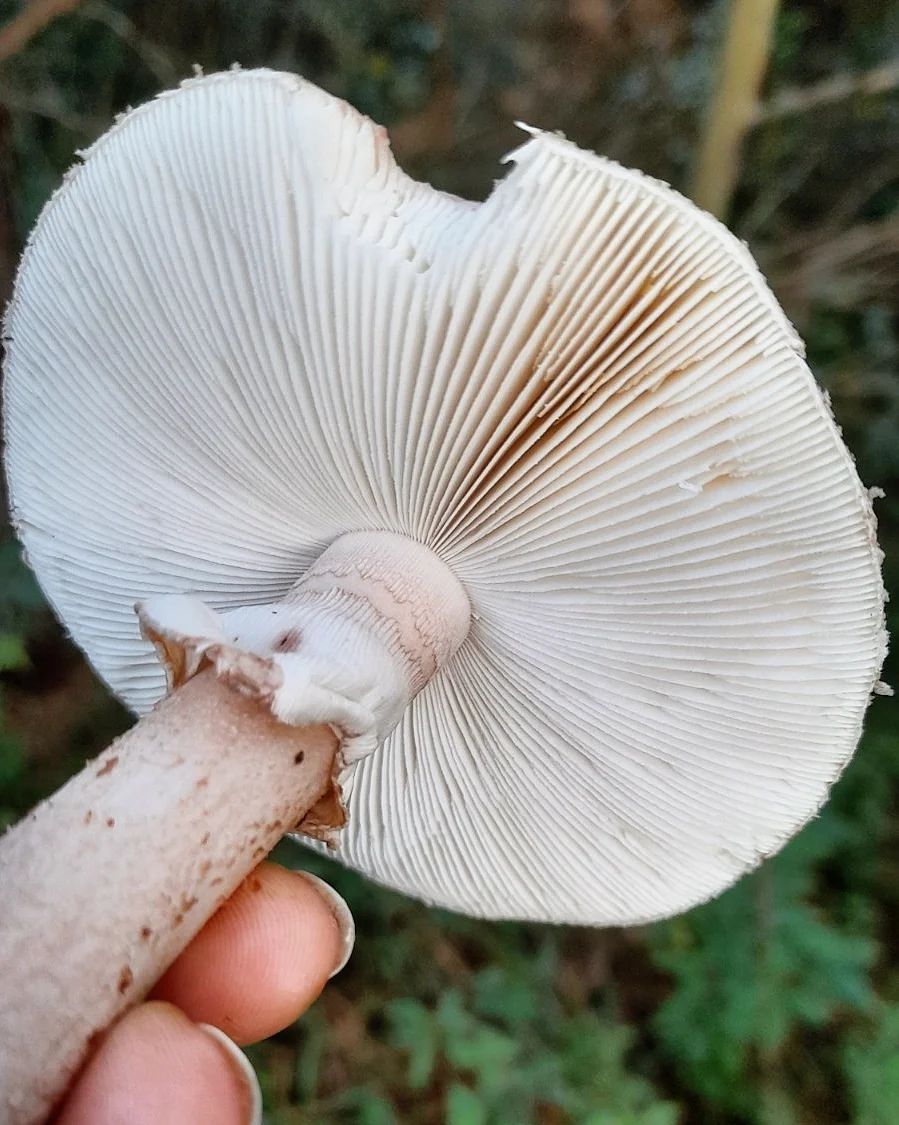 Amanita Rubescens na Serra Gaúcha