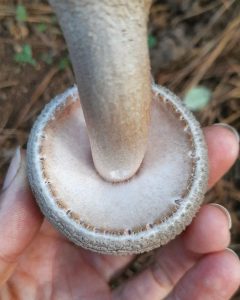 Amanita Rubescens na Serra Gaúcha