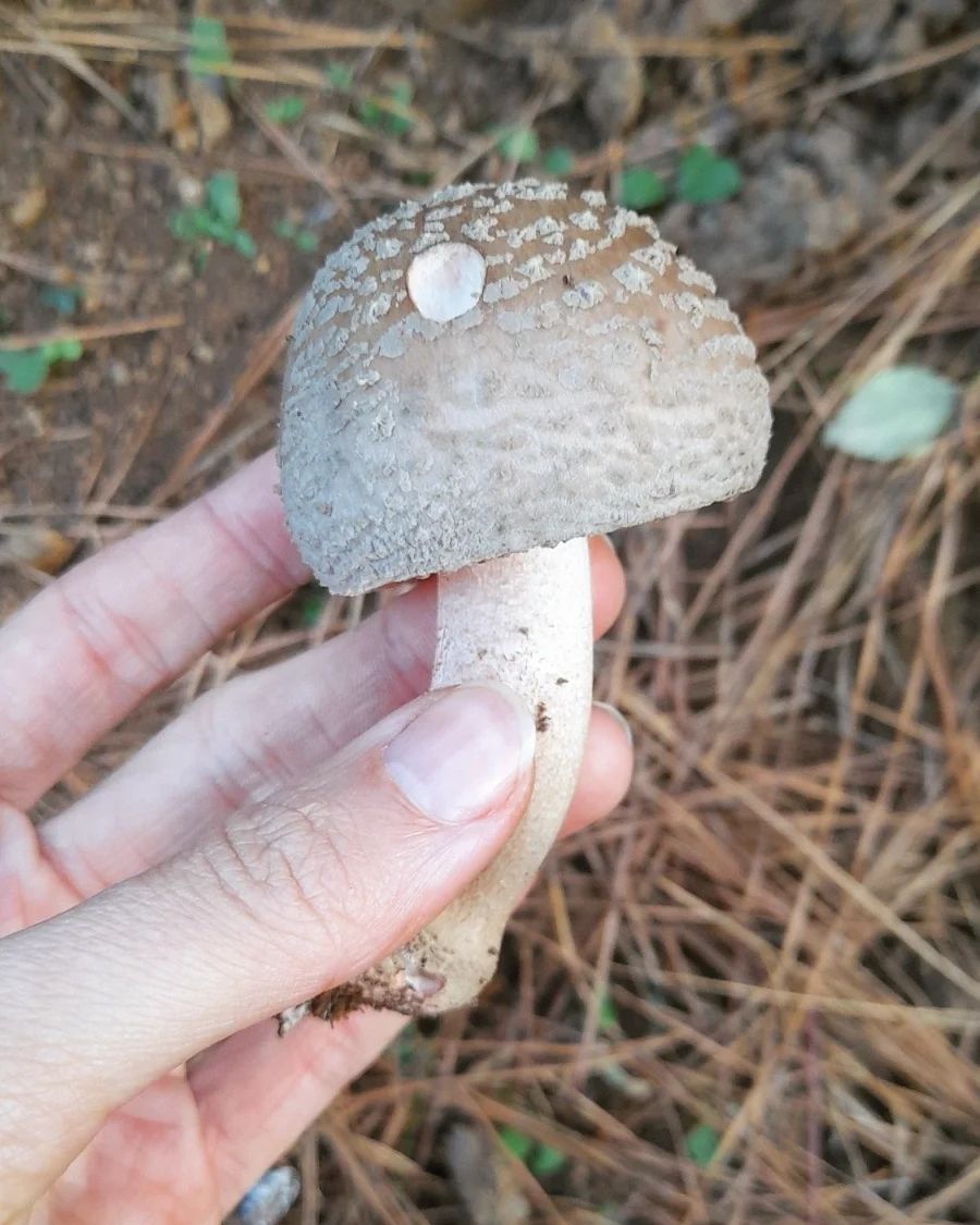 Amanita Rubescens na Serra Gaúcha