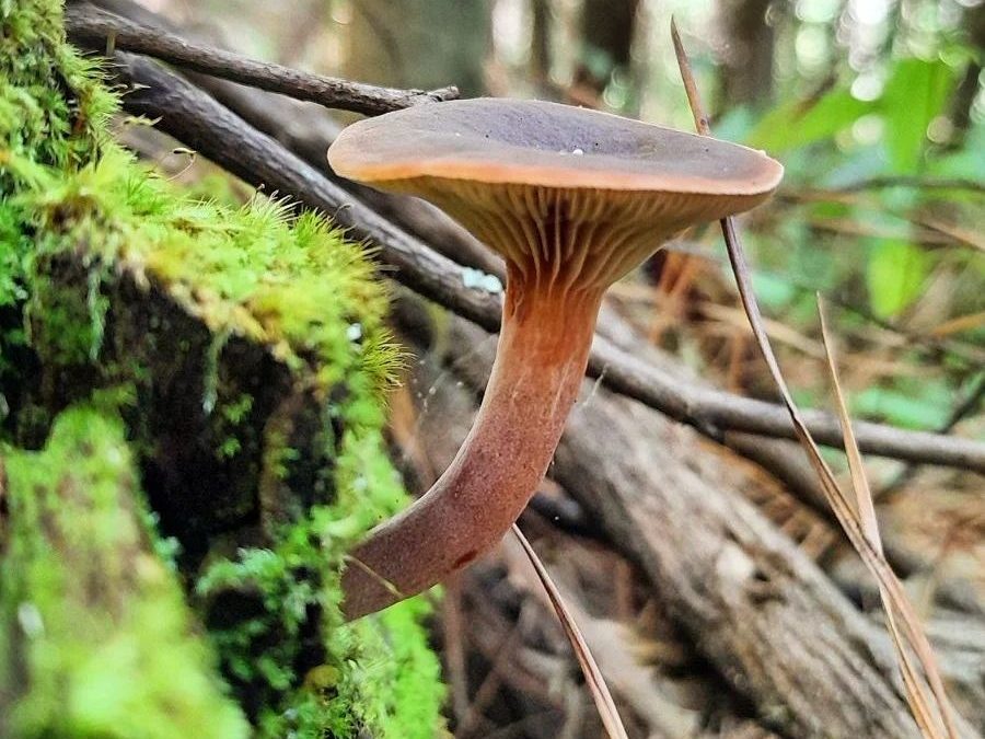 Lactarius hepaticus | Liver Milkcap