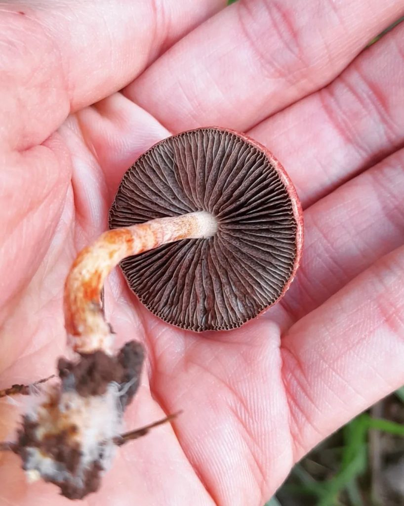 Leratiomyces ceres na Serra Gaúcha