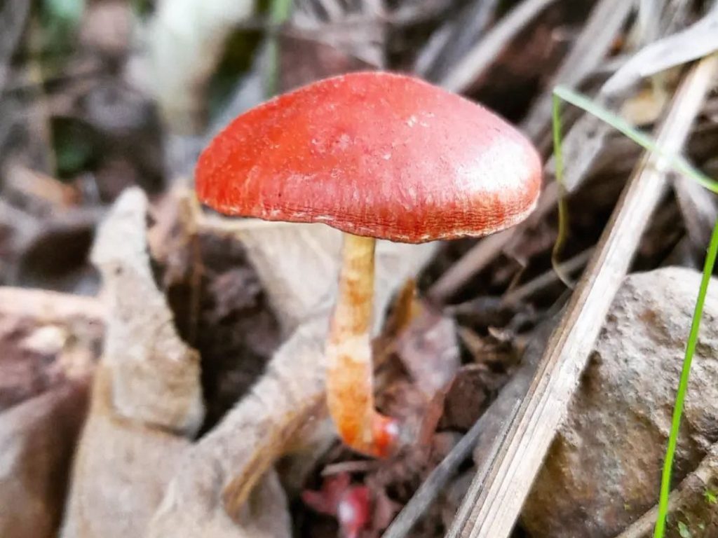 Leratiomyces ceres na Serra Gaúcha