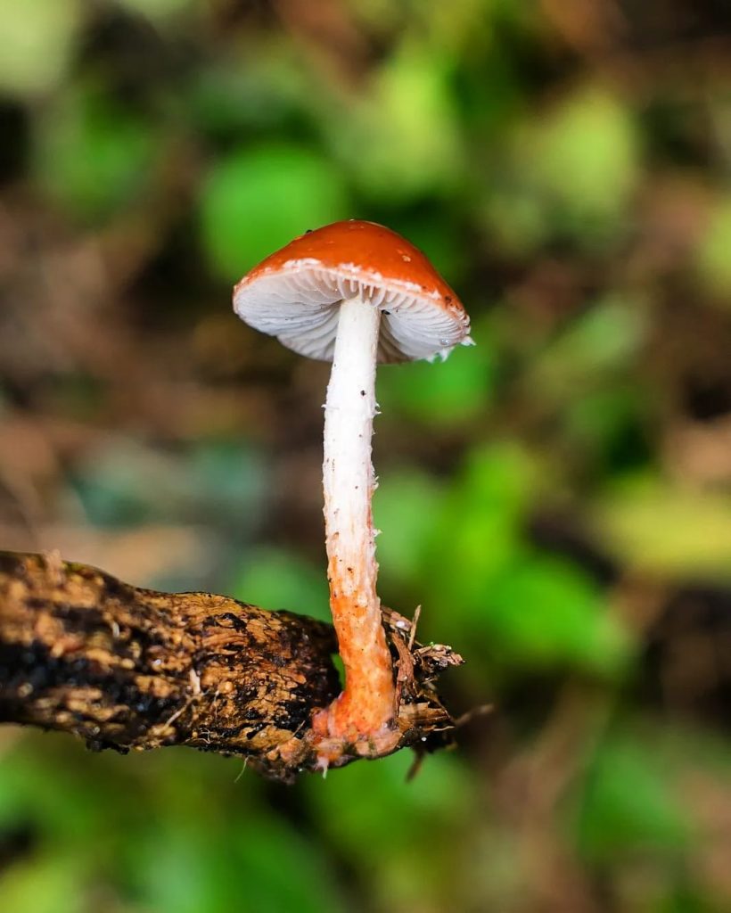 Leratiomyces ceres crescendo sobre madeira