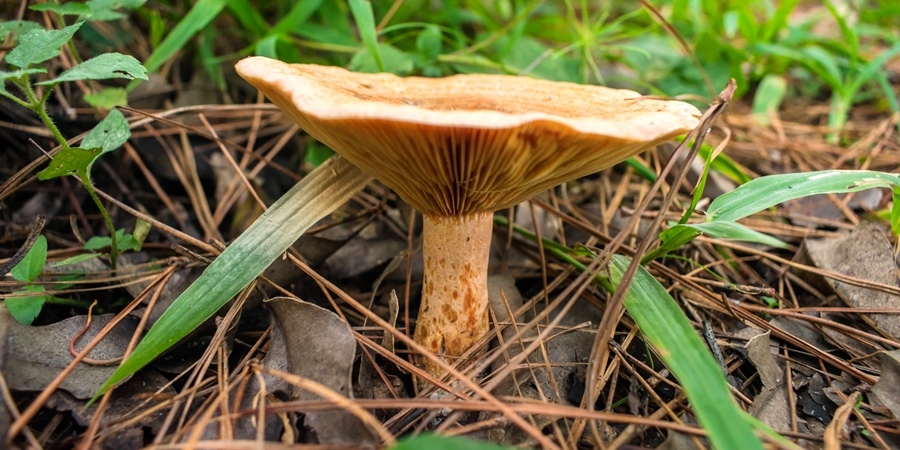 Lactarius quieticolor