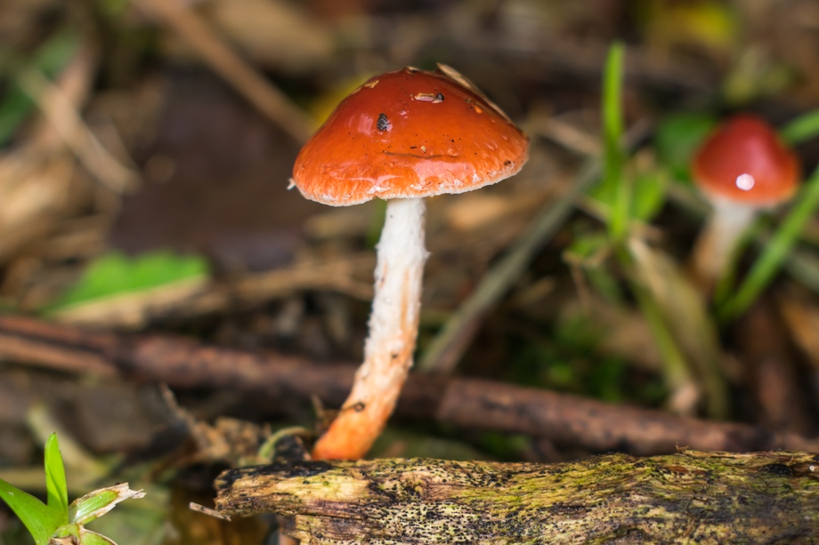 Leratiomyces ceres | Cogumelo Chapeuzinho Vermelho