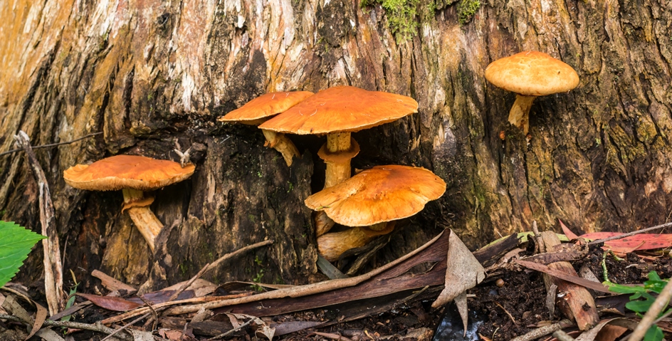 Gymnopilus junonius na Serra Gaúcha