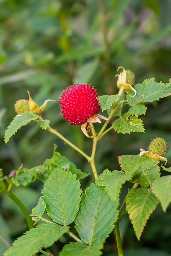 Rubus rosifolius, framboesa silvestre