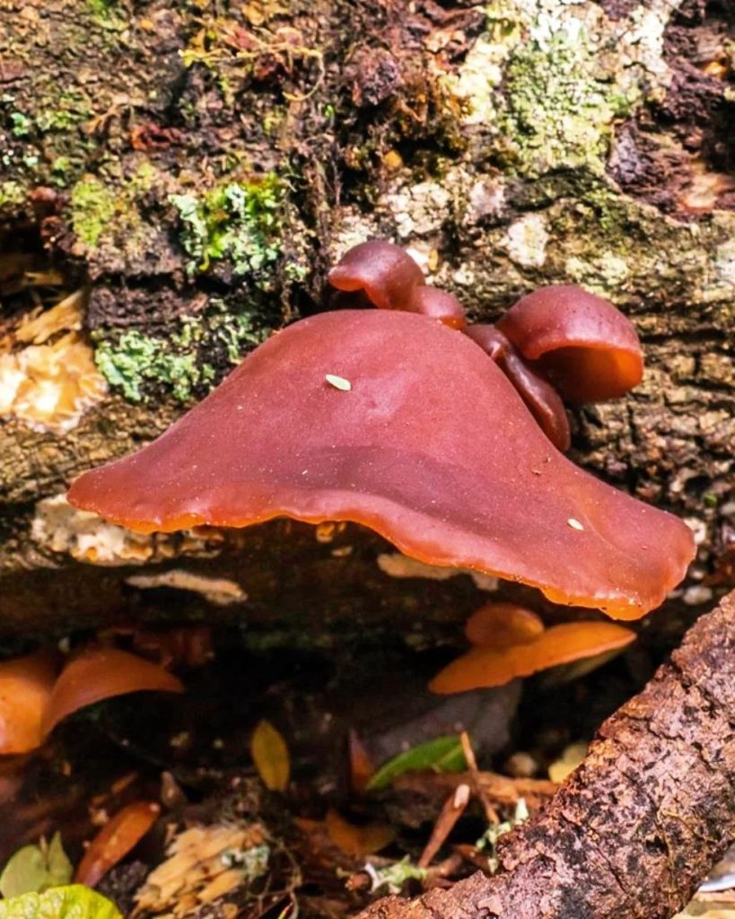 Auricularia fuscosuccinea