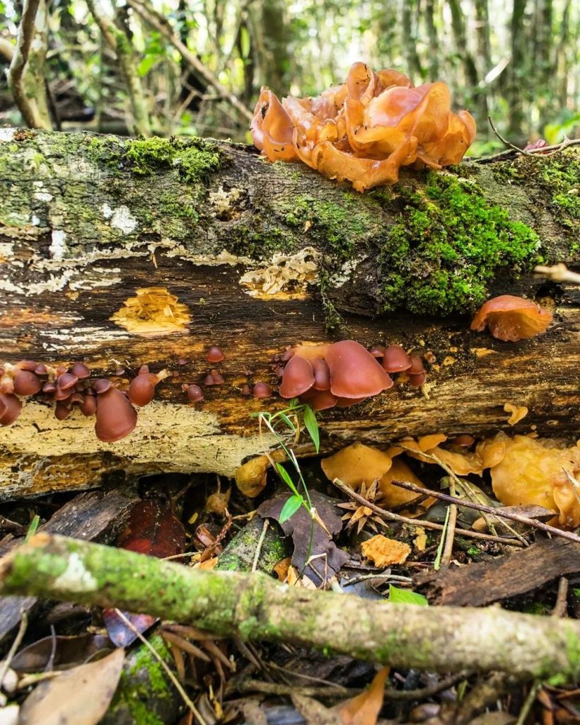 Auricularia fuscosuccinea na Serra Gaúcha