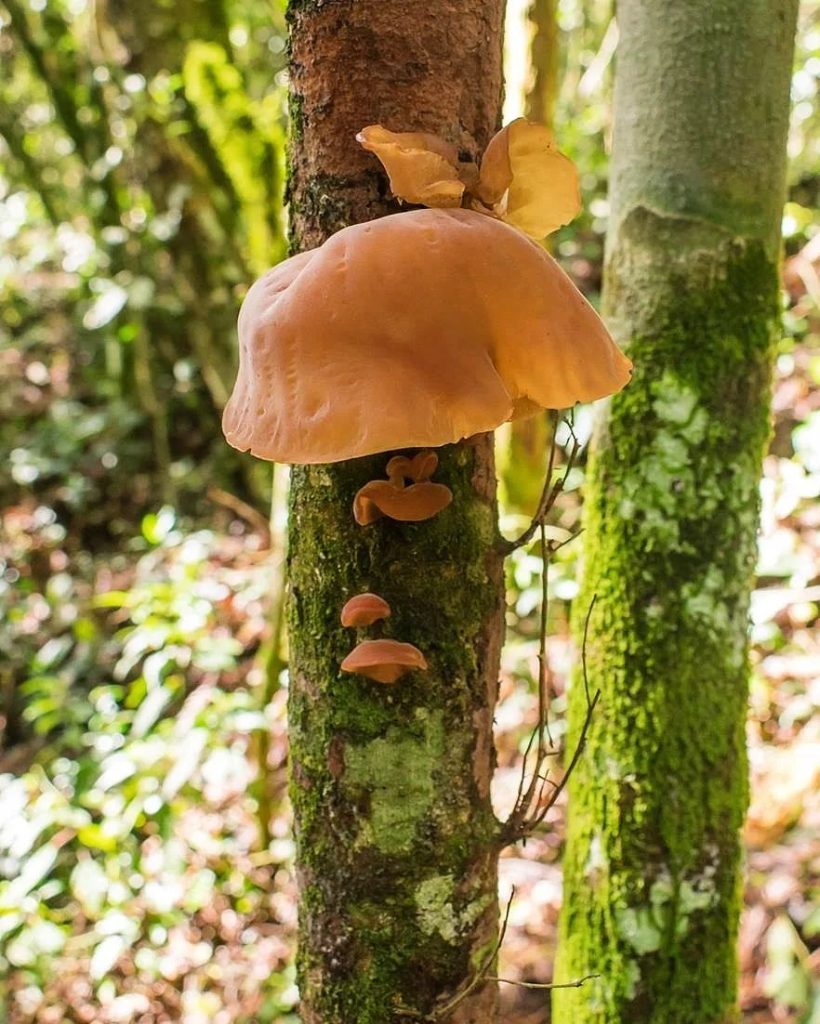 Auricularia fuscosuccinea na Serra Gaúcha