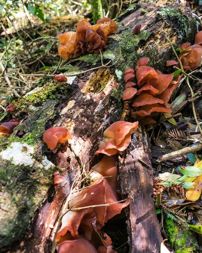 Auricularia fuscosuccinea