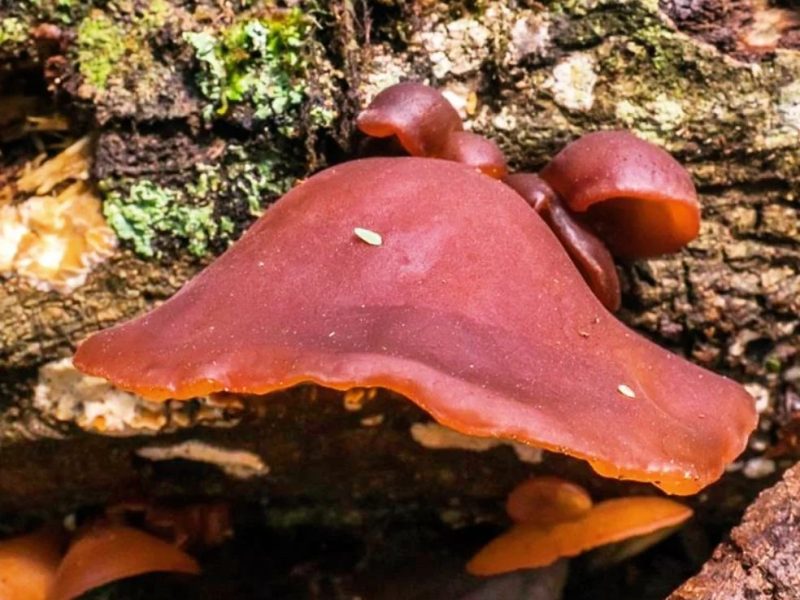 Auricularia fuscosuccinea | Cogumelo selvagem comestível