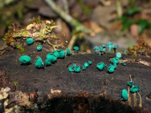 Chlorociboria (1)
