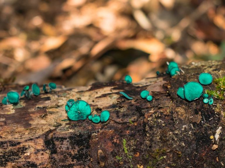 Chlorociboria aeruginascens | Green elfcup