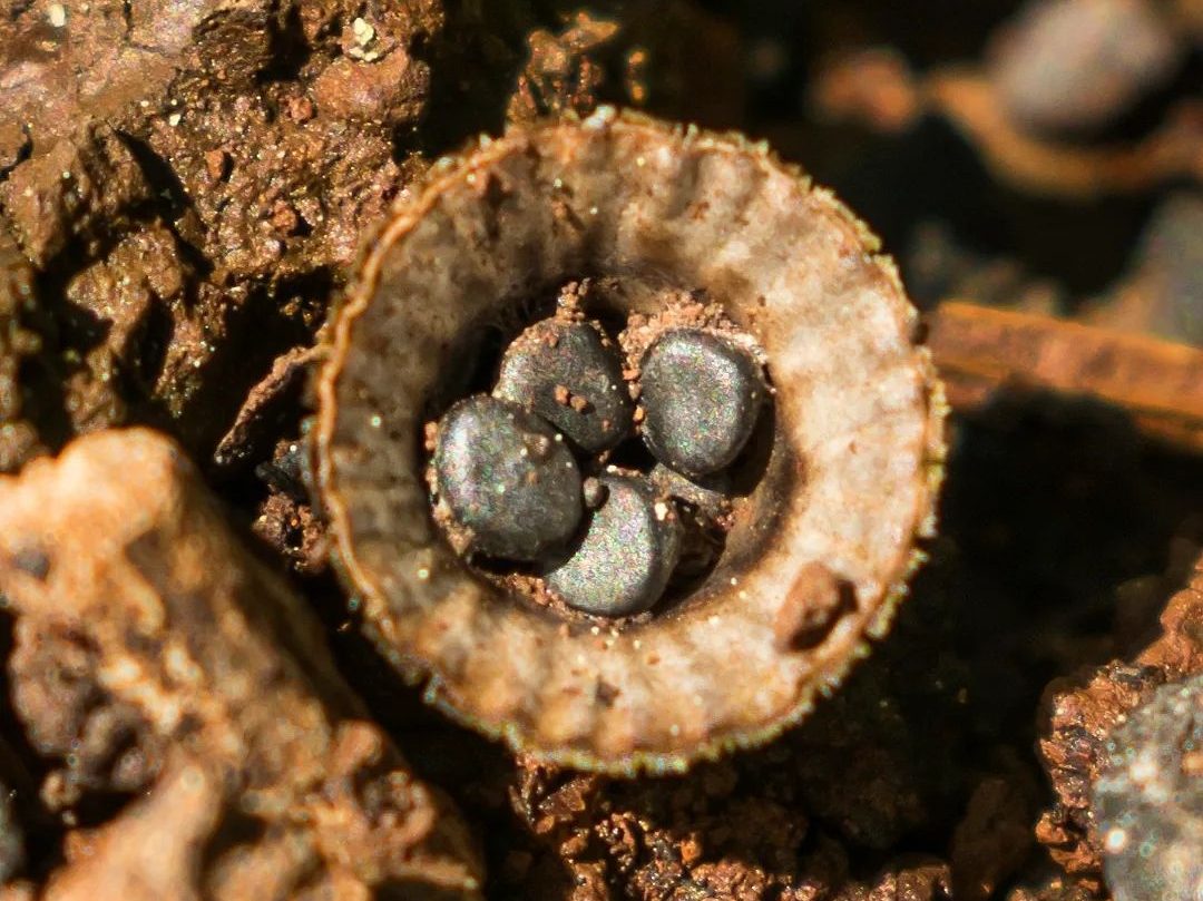 Cyathus striatus | Fungo Ninho-de-pássaro