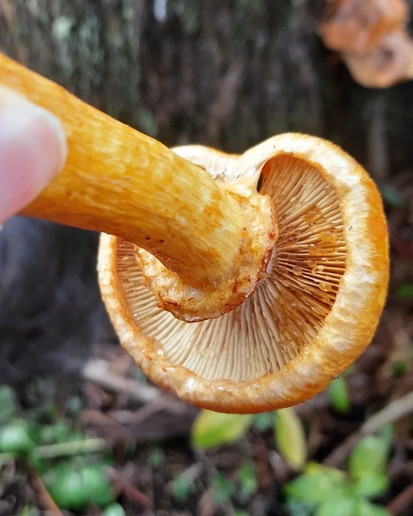 Gymnopilus junonius na Serra Gaúcha