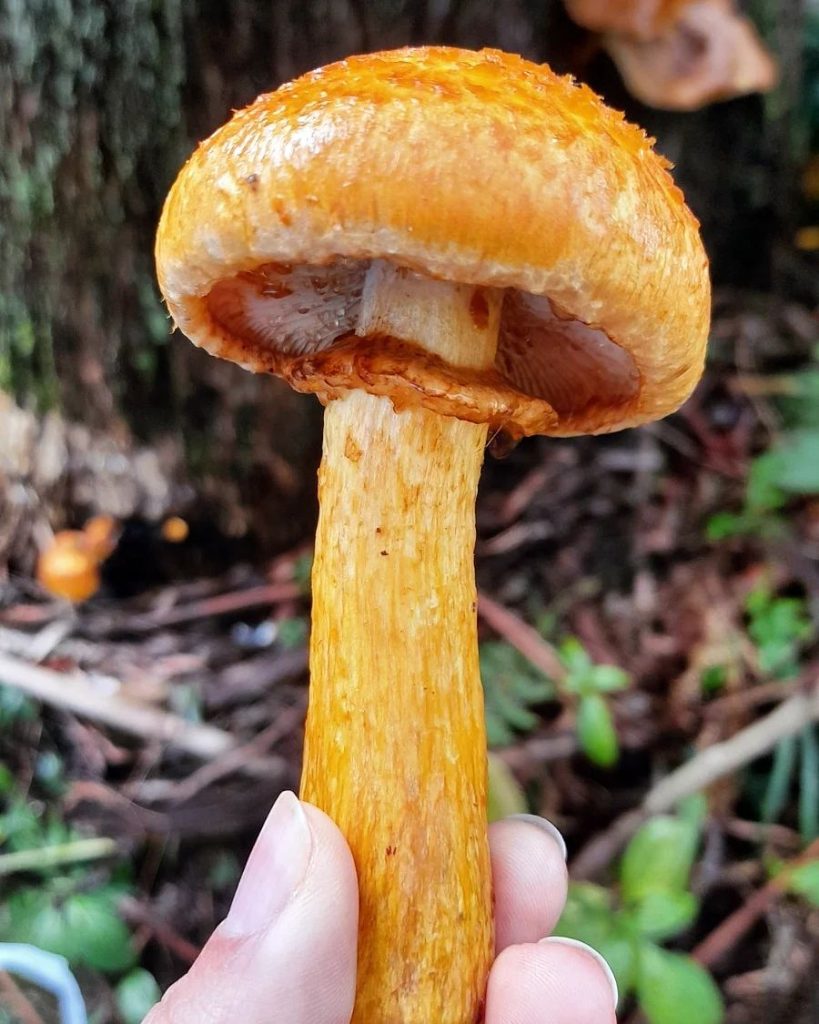 Gymnopilus junonius na Serra Gaúcha