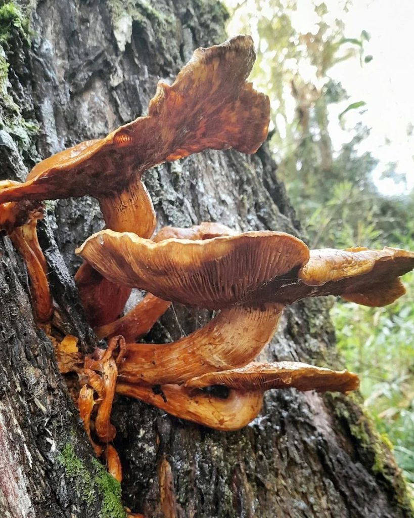 Gymnopilus junonius na Serra Gaúcha