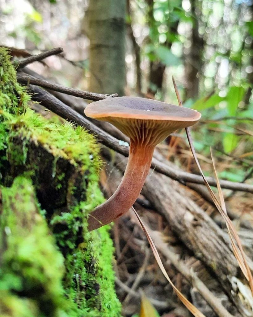 Lactarius hepaticus na Serra Gaúcha