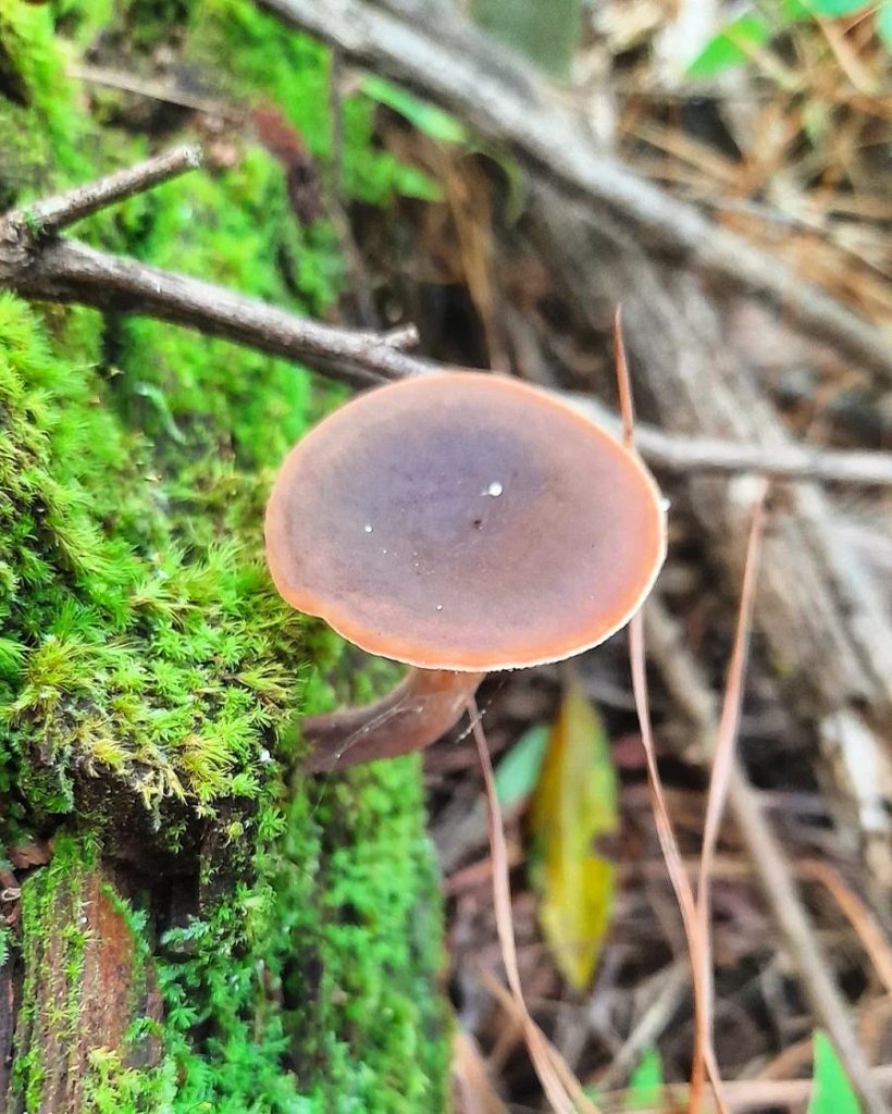 Lactarius hepaticus na Serra Gaúcha