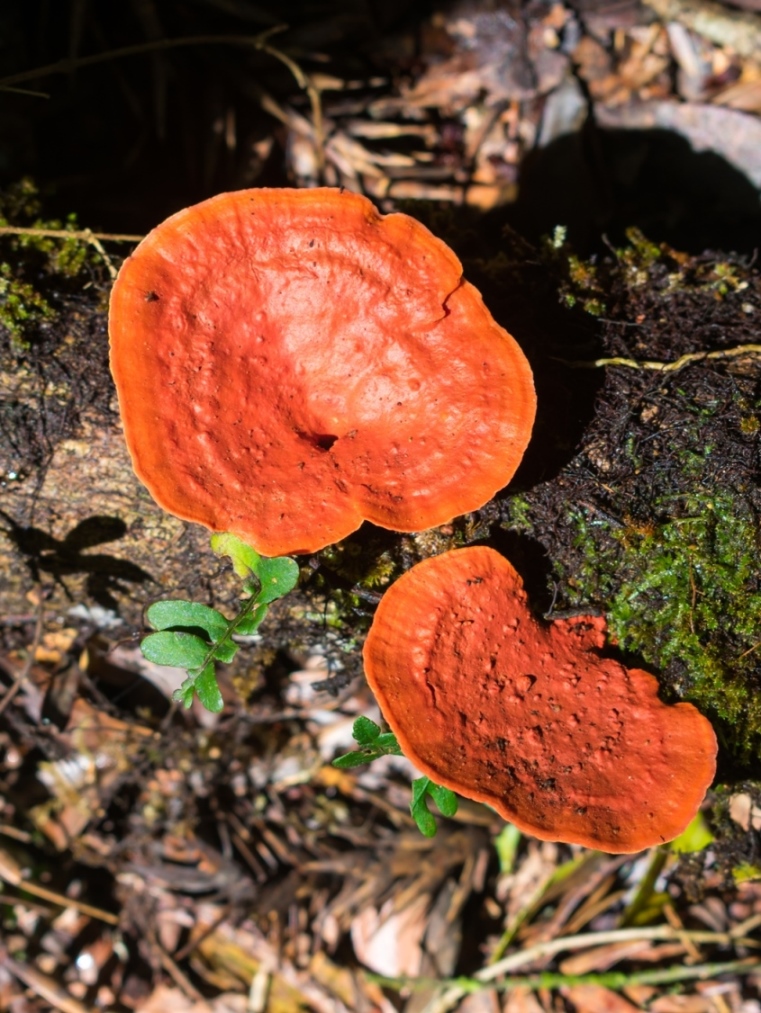 Pycnoporus sanguineus