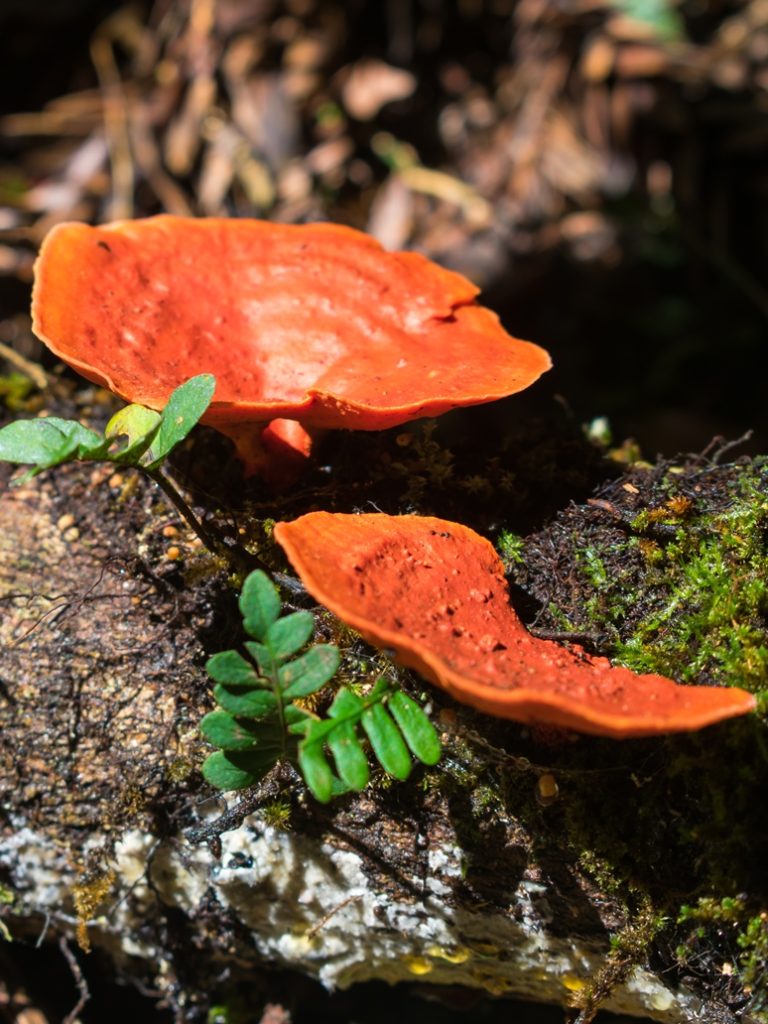 Pycnoporus sanguineus