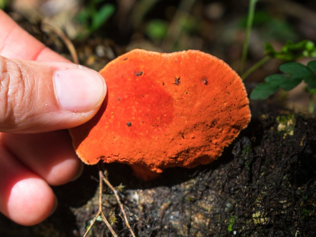 Pycnoporus sanguineus himenóforo