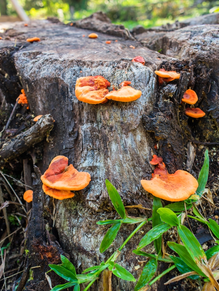 Pycnoporus sanguineus