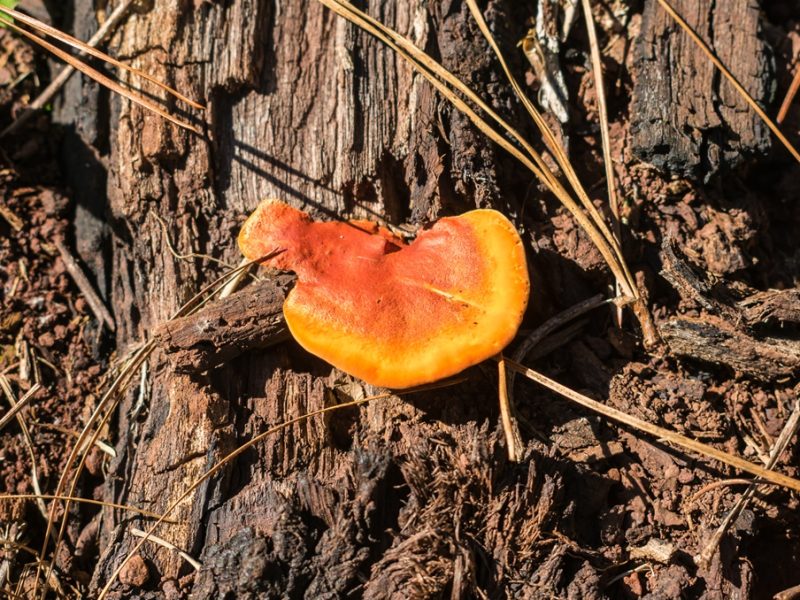 Pycnoporus sanguineus | Fungo Urupê na Serra Gaúcha