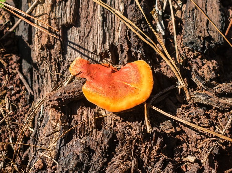 Pycnoporus sanguineus | Fungo Urupê na Serra Gaúcha