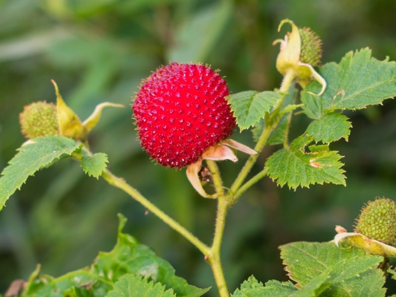 Framboesa silvestre na Serra Gaúcha | Rubus rosifolius