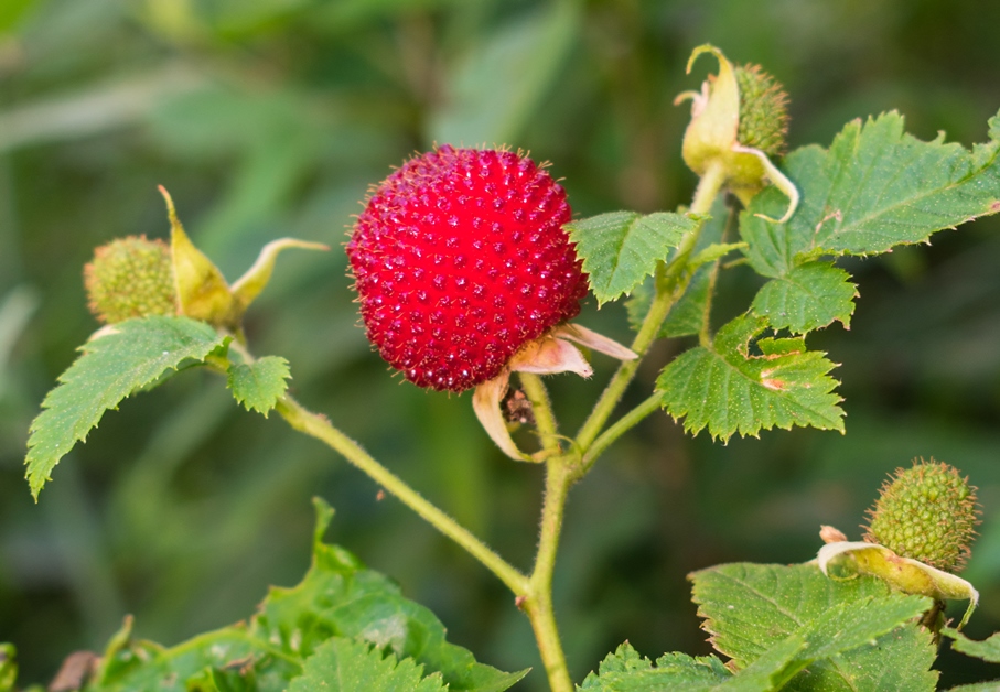 Framboesa silvestre na Serra Gaúcha | Rubus rosifolius