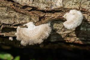 Schizophyllum commune (1)