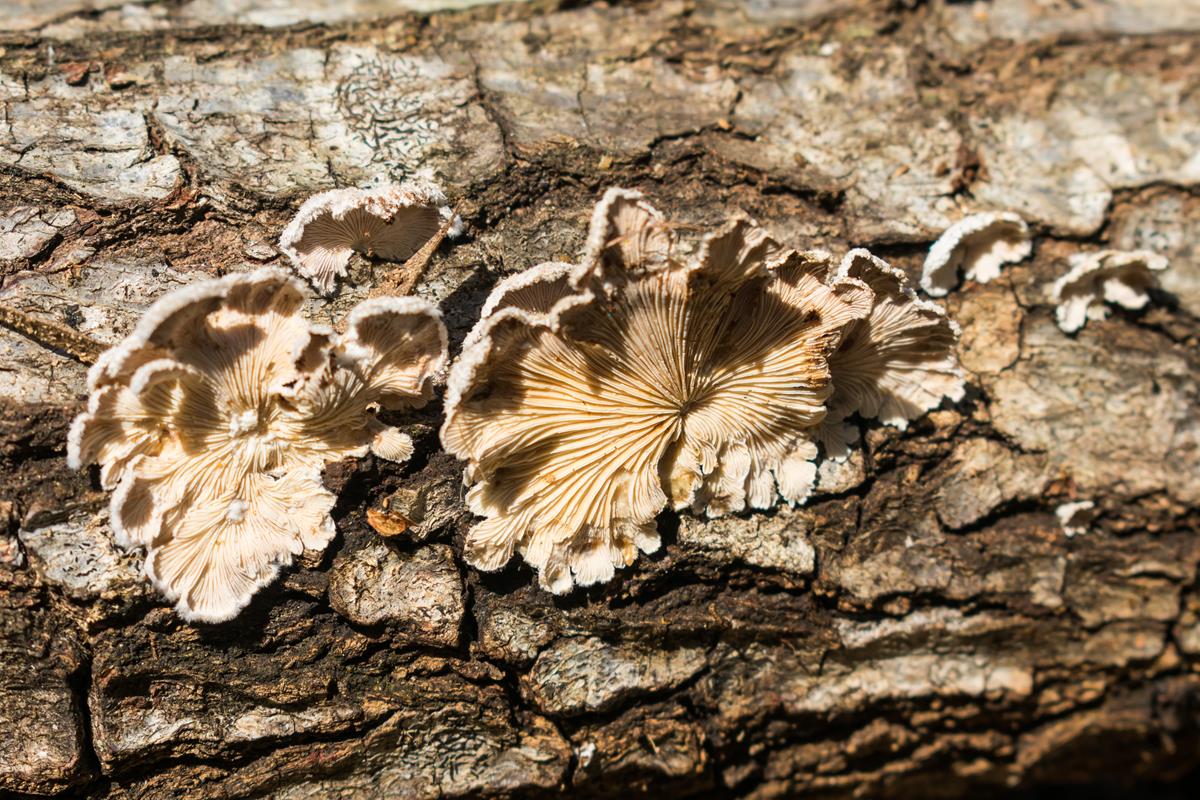 Schizophyllum commune (10)
