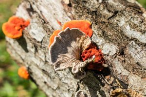 Schizophyllum commune (2)