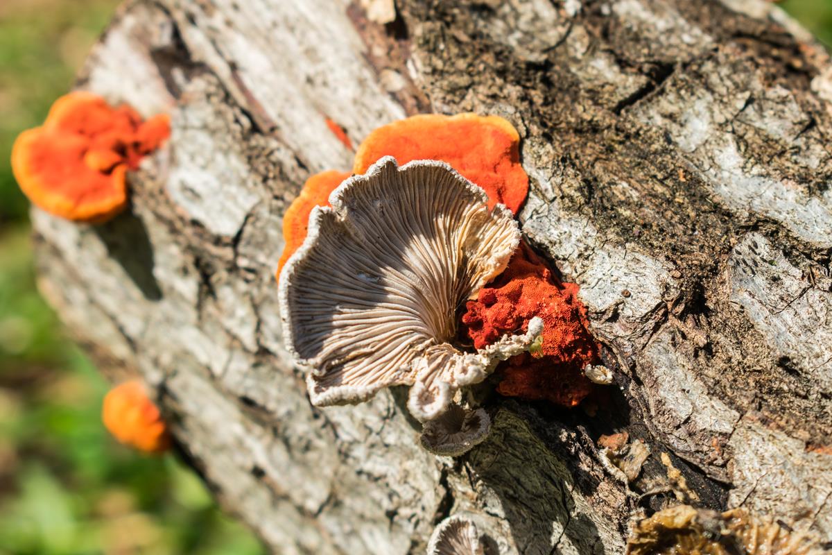 Schizophyllum commune (2)