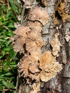 Schizophyllum commune (3)