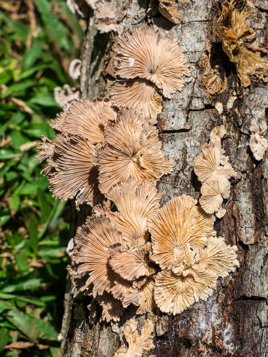 Schizophyllum commune (3)