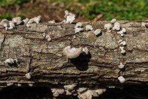 Schizophyllum commune (4)