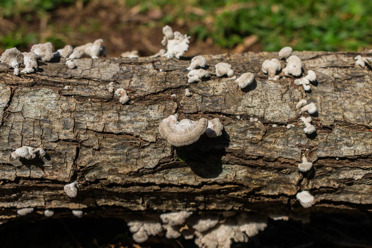 Schizophyllum commune (4)
