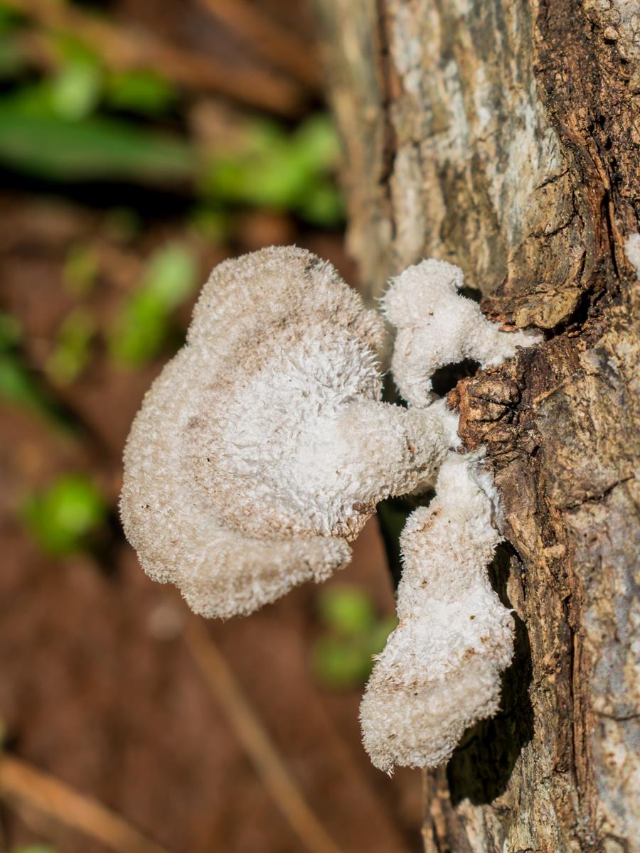 Schizophyllum commune (5)