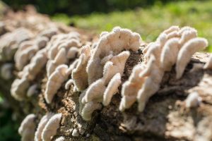 Schizophyllum commune (6)
