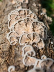 Schizophyllum commune (8)