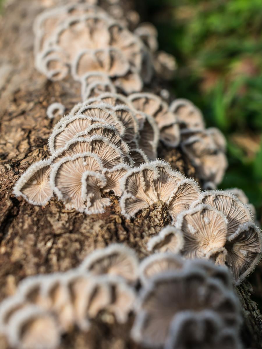 Schizophyllum commune (9)