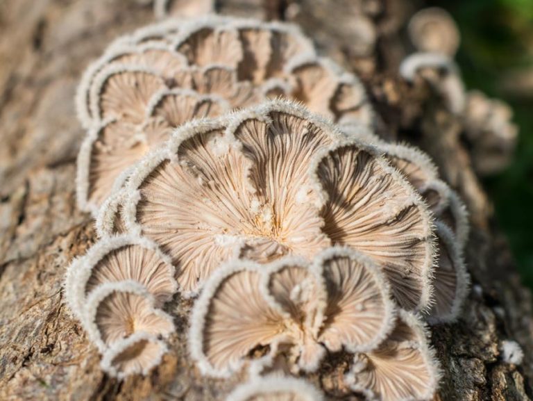 Schizophyllum commune | Split gill mushroom